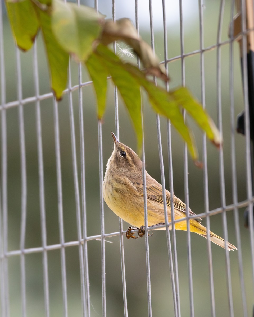 Palm Warbler - ML643724101