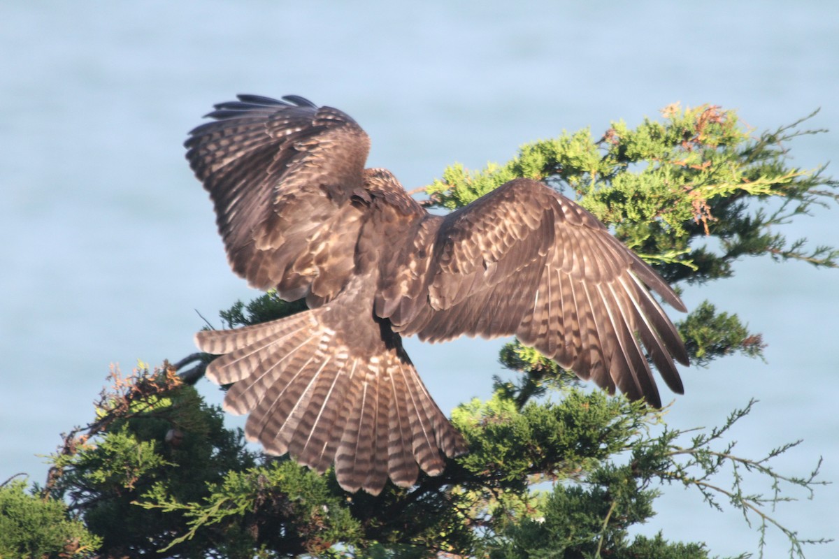アカオノスリ - ML643724103