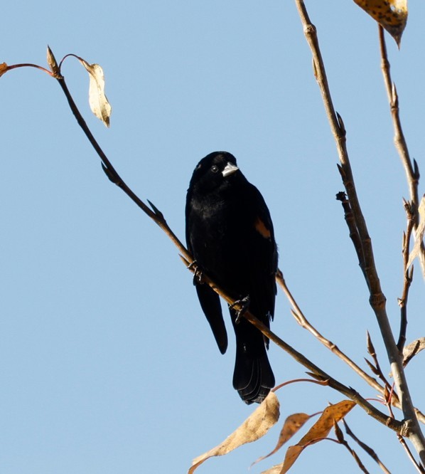 Red-winged Blackbird - ML643724152