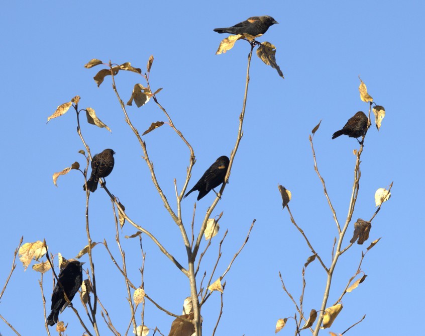 Red-winged Blackbird - ML643724155