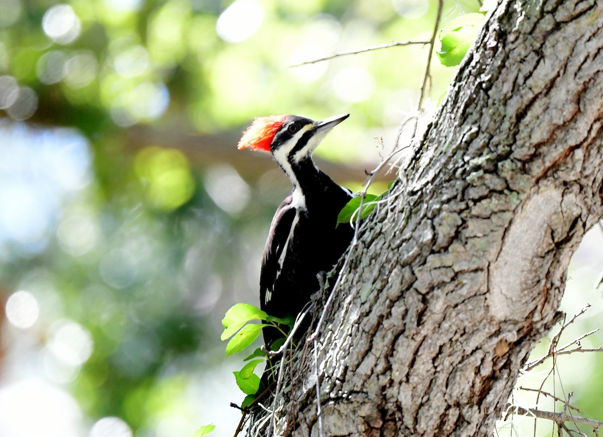 Pileated Woodpecker - ML643724158