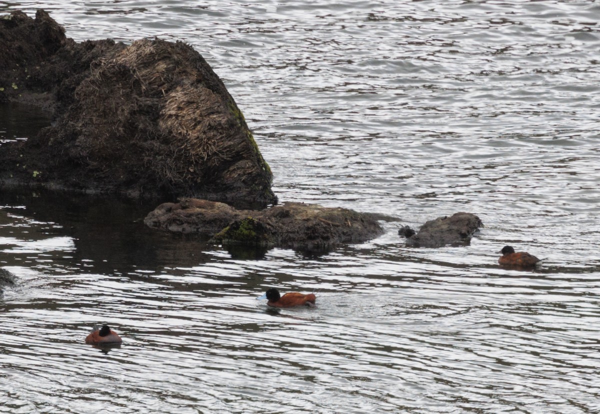 Andean Duck - ML643724165