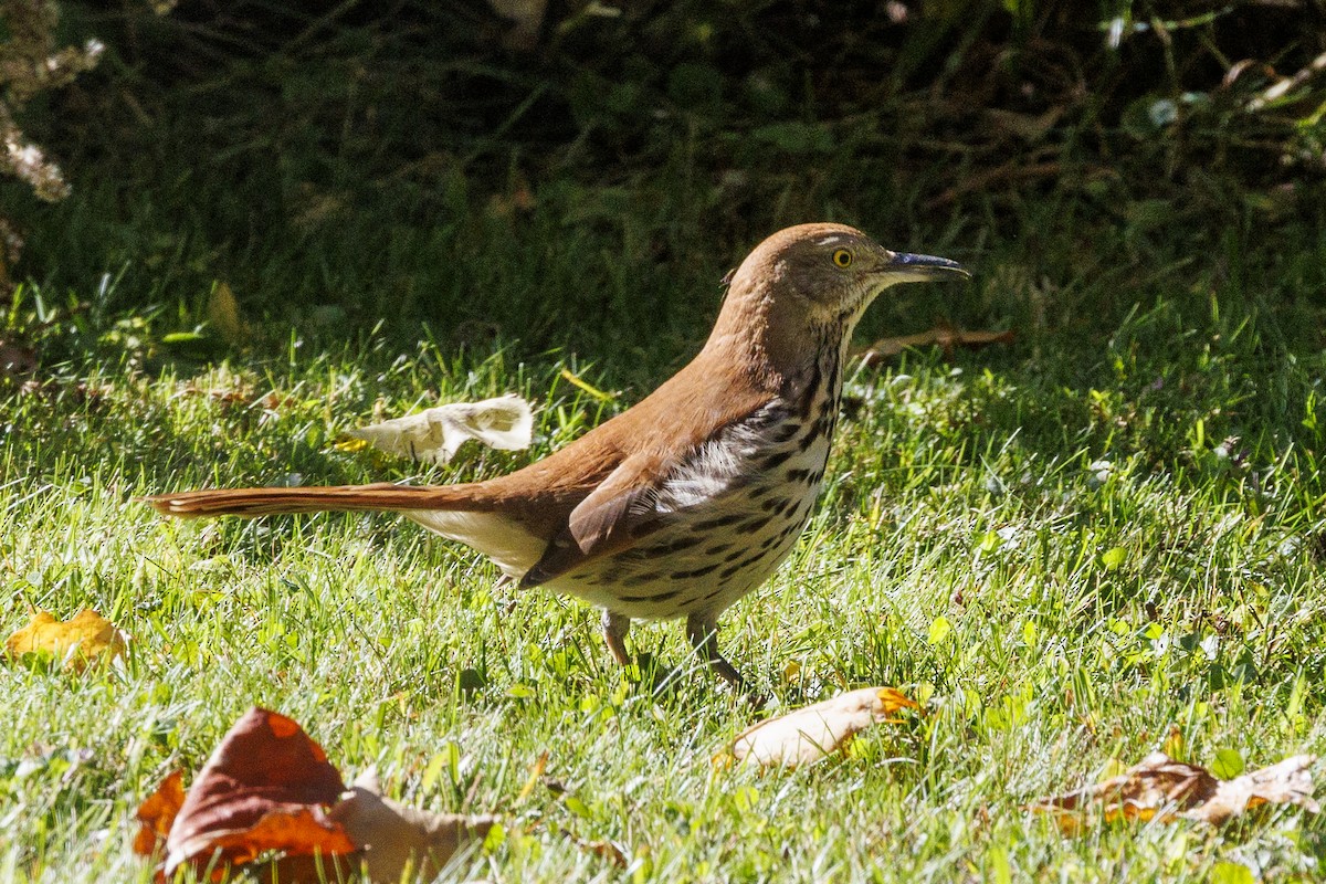 Brown Thrasher - ML643724173