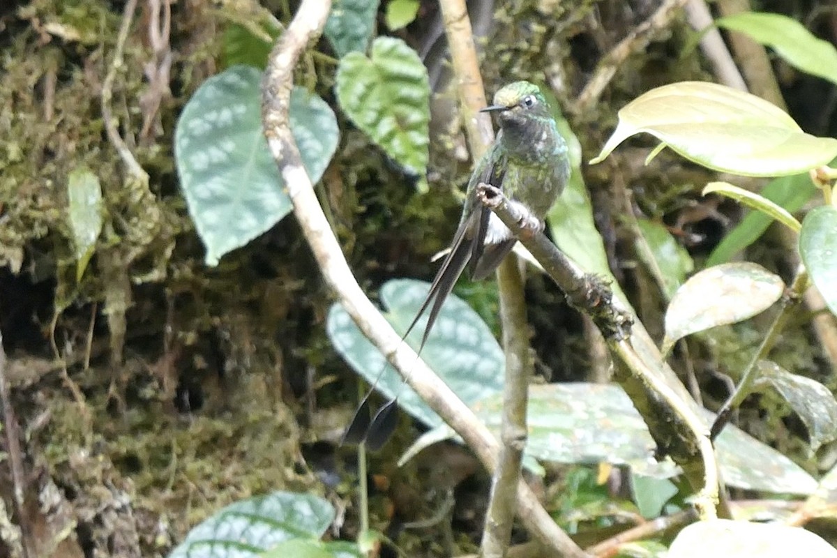 Colibrí de Raquetas Faldiblanco - ML643724175