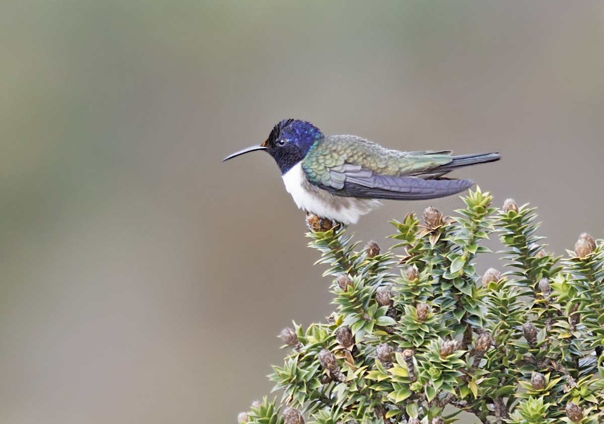 Ecuadorian Hillstar - ML643724179