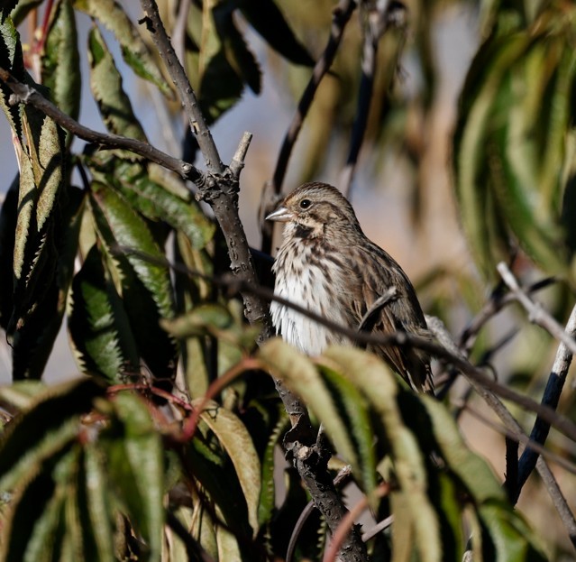 Song Sparrow - ML643724180