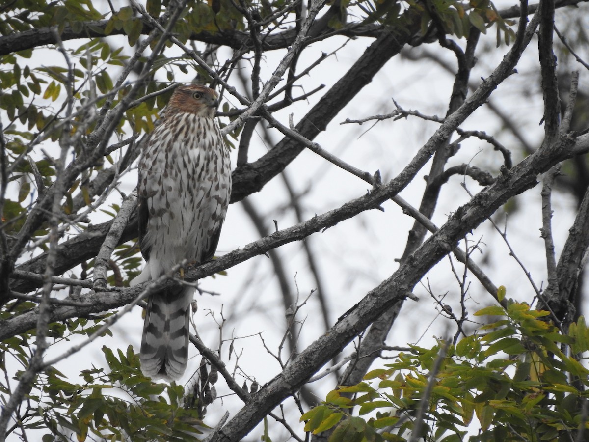 Cooper's Hawk - ML643724189
