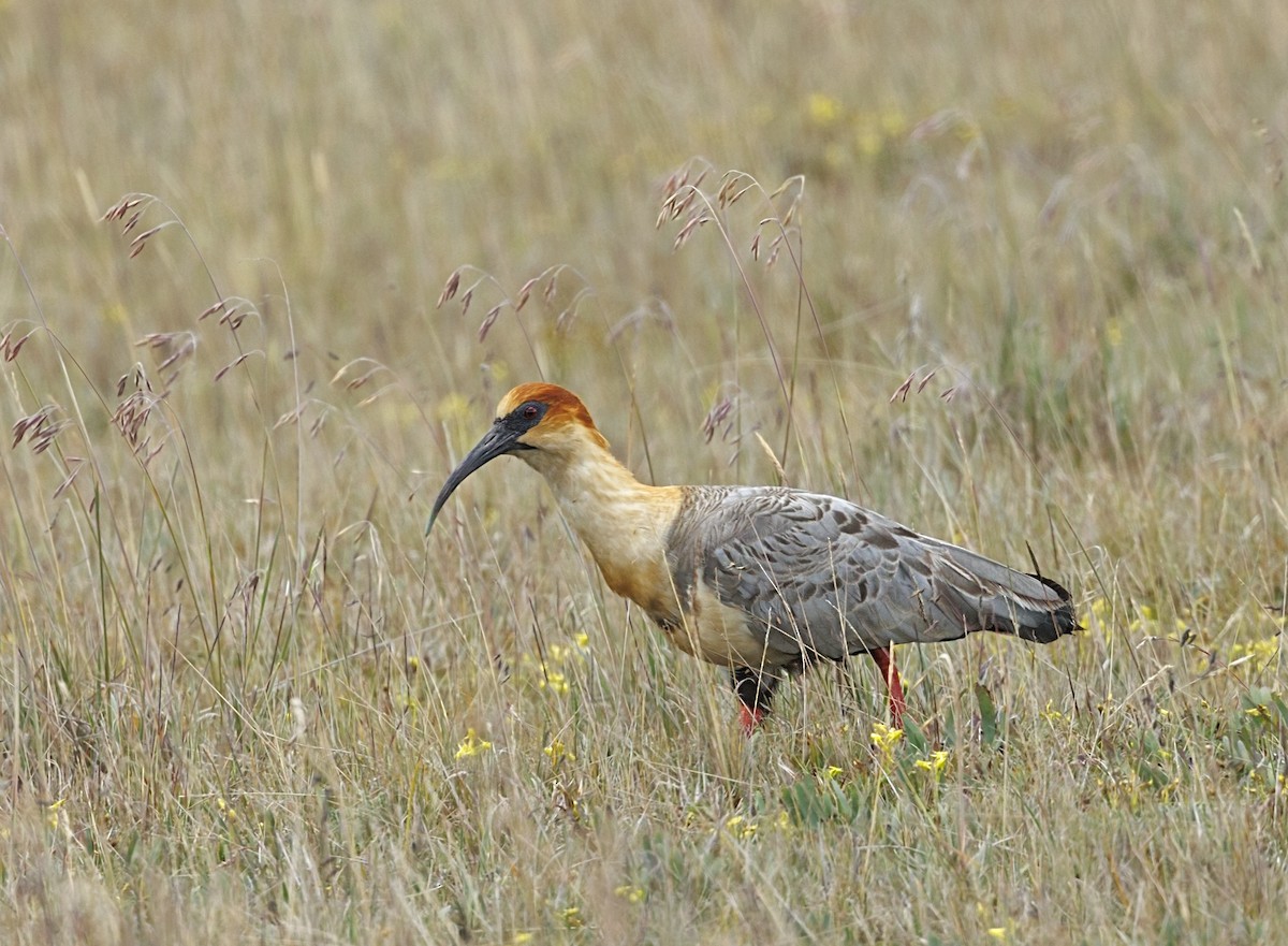 Andean Ibis - ML643724203