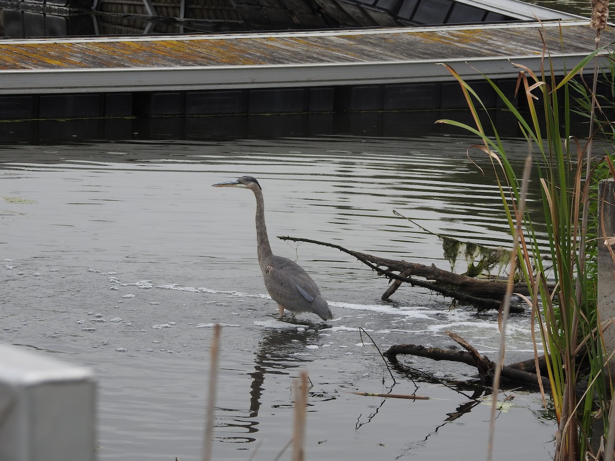 Great Blue Heron - ML643724209
