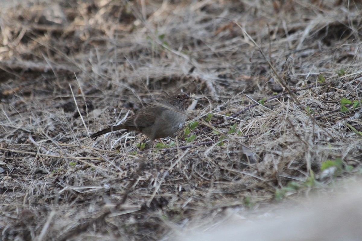 California Towhee - ML643724214