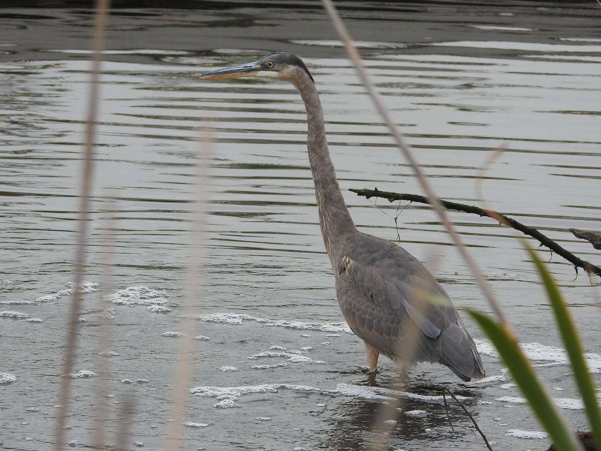 Great Blue Heron - ML643724219