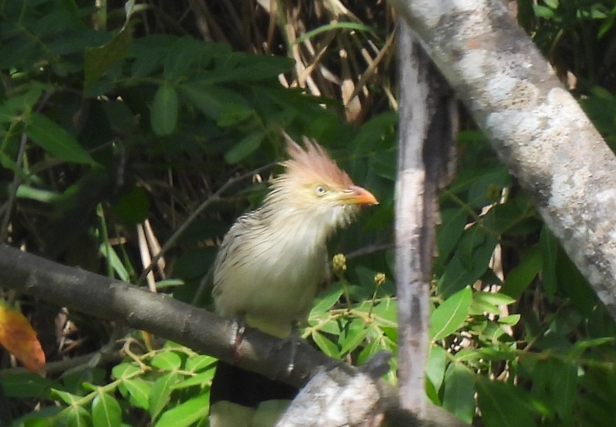 Guira Cuckoo - ML643724223