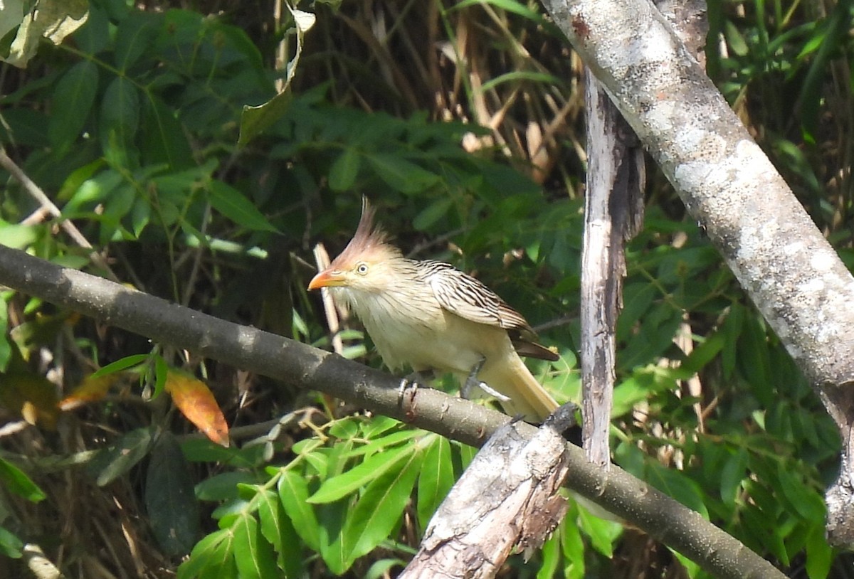 Guira Cuckoo - ML643724224