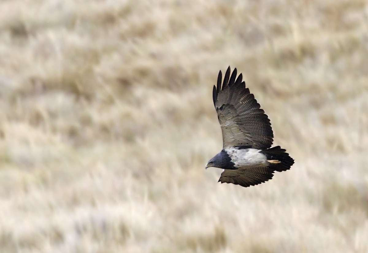 Black-chested Buzzard-Eagle - ML643724228