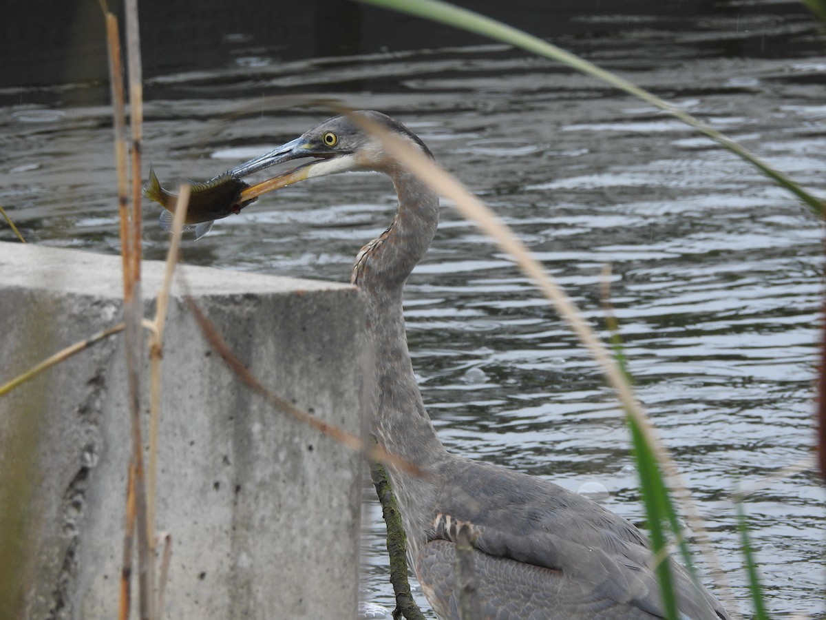 Great Blue Heron - ML643724245