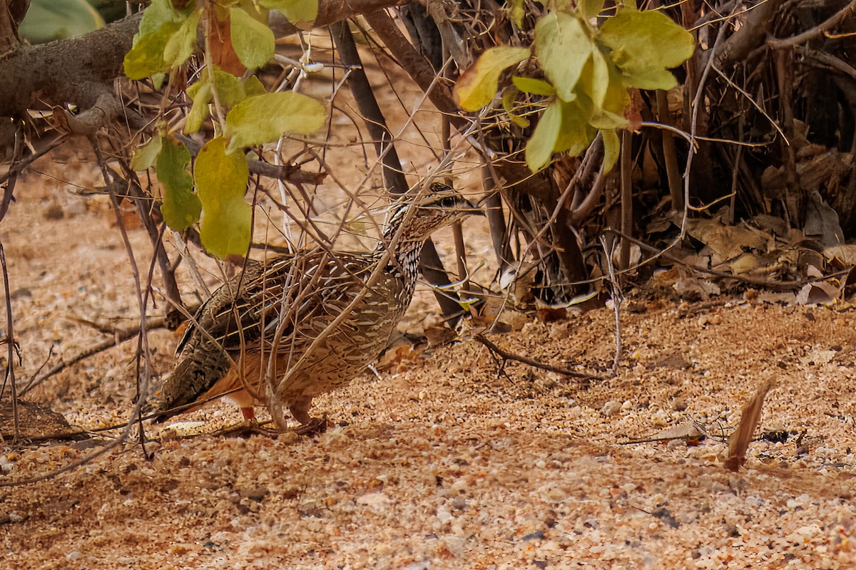 Francolin huppé - ML643724247