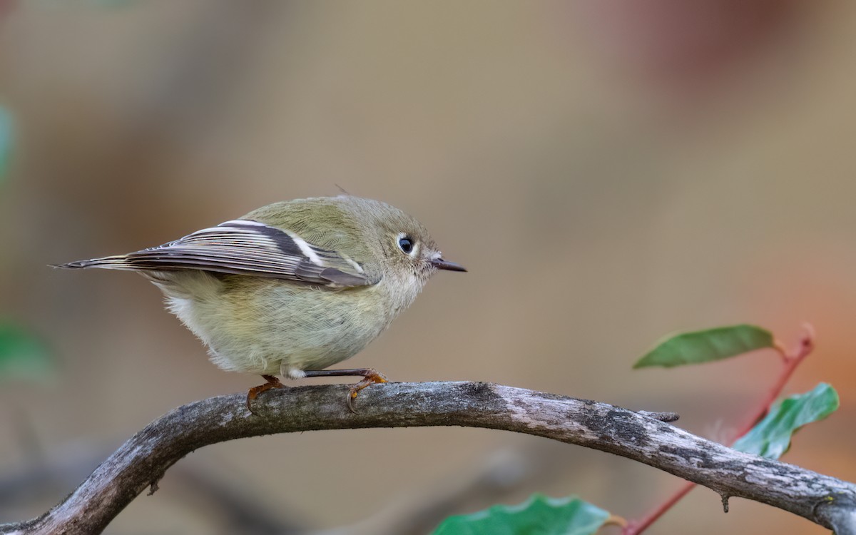 Roitelet à couronne rubis - ML643724248