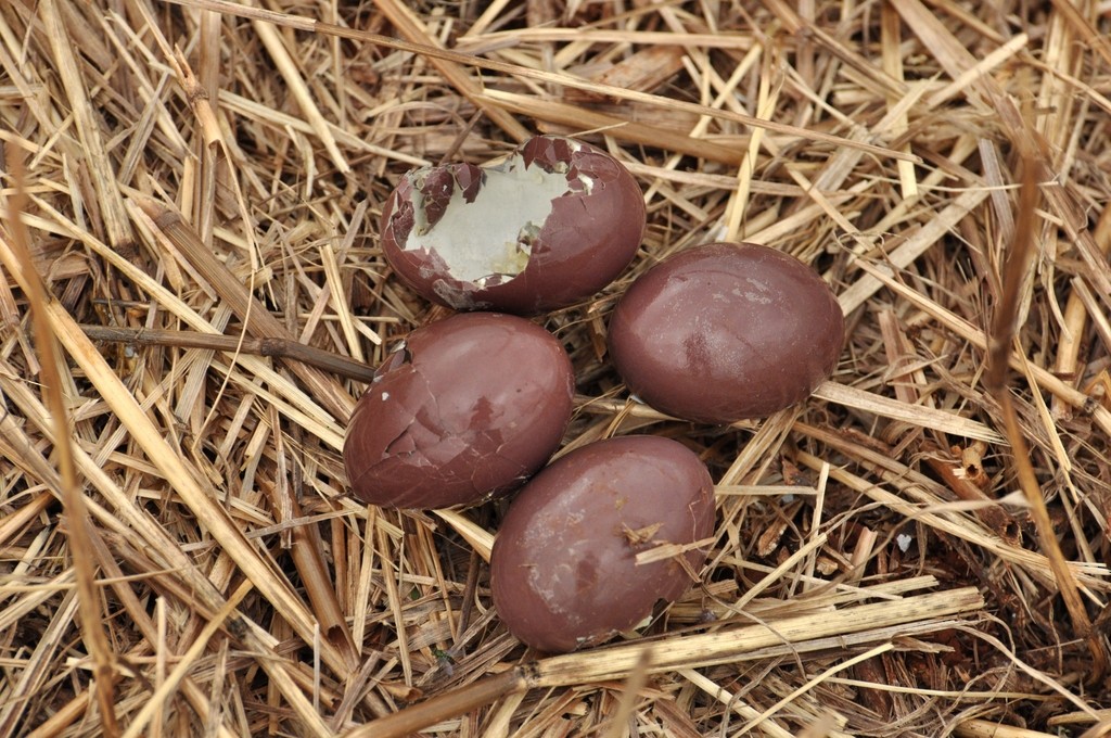 Tinamou isabelle - ML643724252