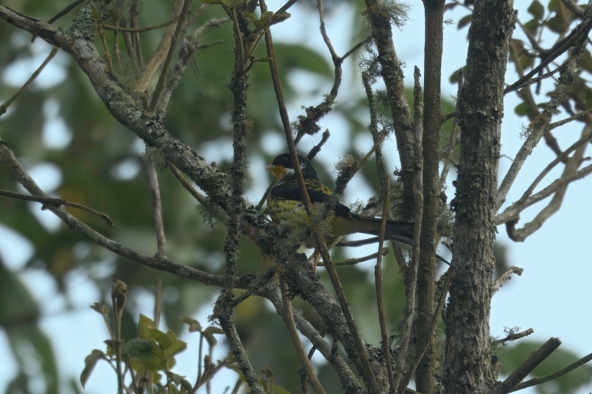 Cotinga à queue fourchue (flavirostris) - ML643724253