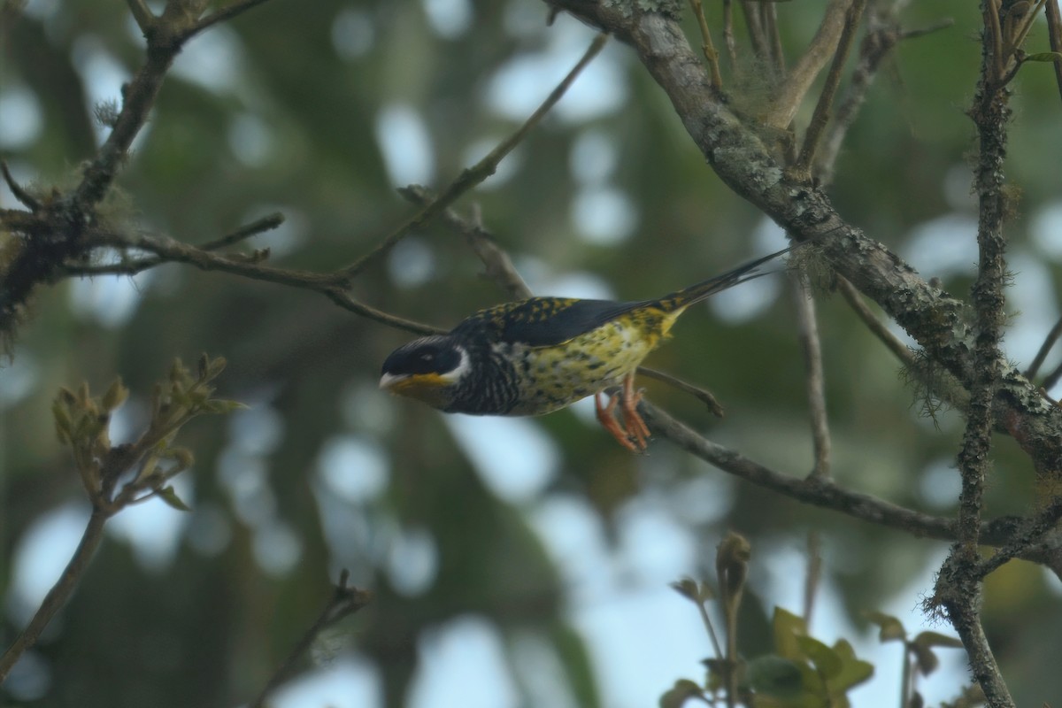 Cotinga à queue fourchue (flavirostris) - ML643724254