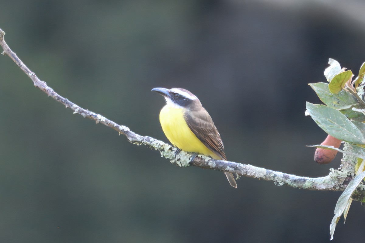 Tyran pitangua (pitangua) - ML643724257