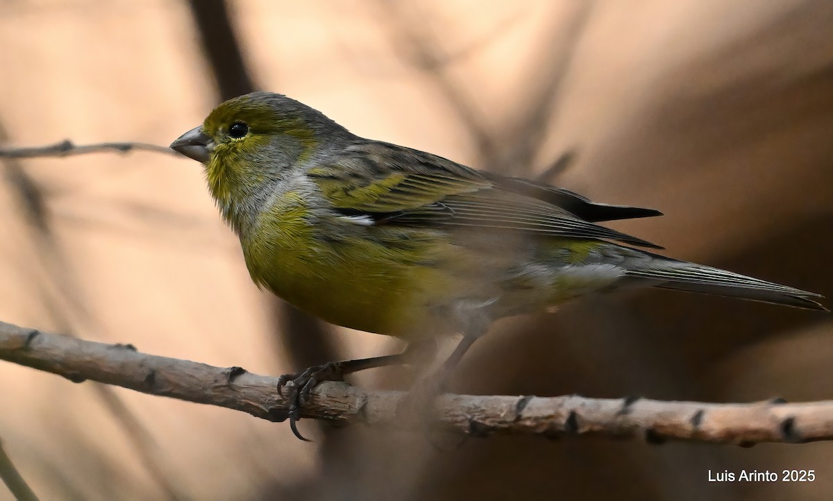 Serin des Canaries - ML643724259