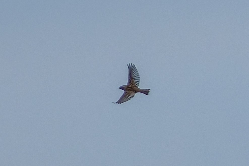 Dickcissel d'Amérique - ML643724262