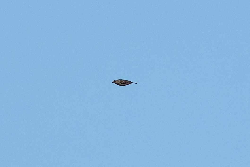 Dickcissel d'Amérique - ML643724263