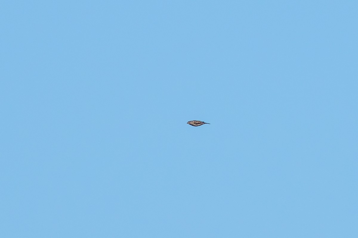Dickcissel d'Amérique - ML643724264