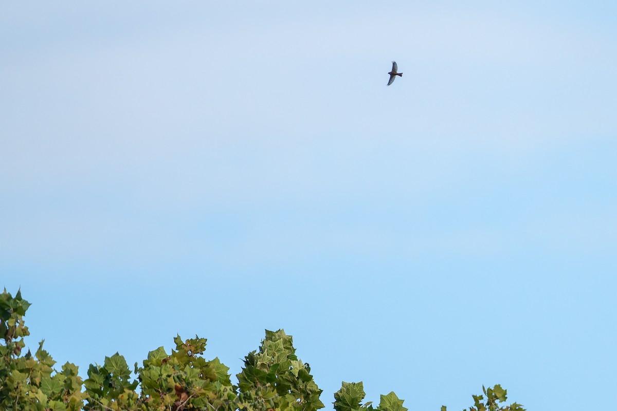Dickcissel d'Amérique - ML643724265