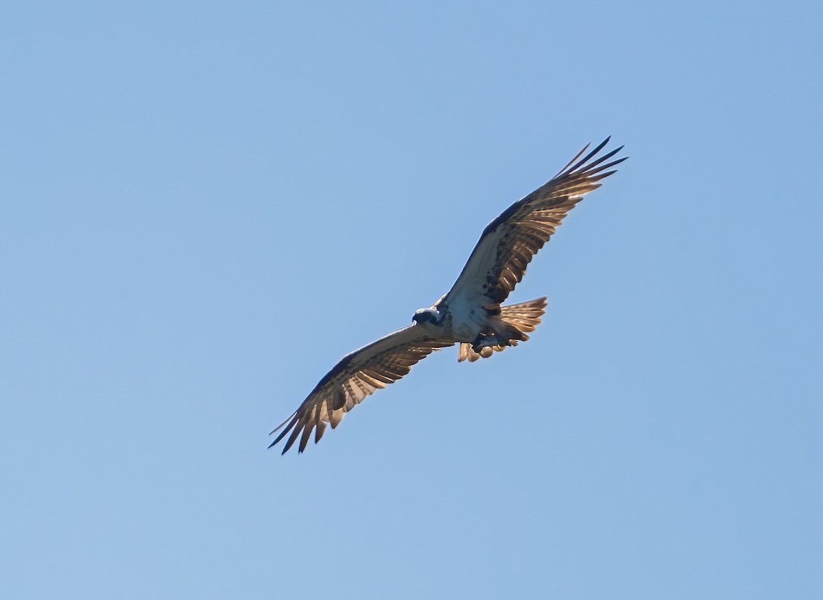 Balbuzard pêcheur - ML643724267