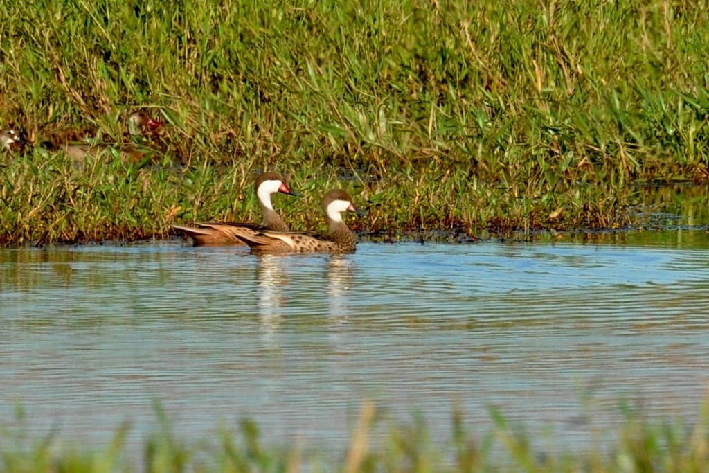 Canard des Bahamas - ML643724268