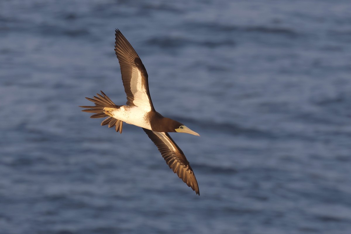 Brown Booby - ML643724277