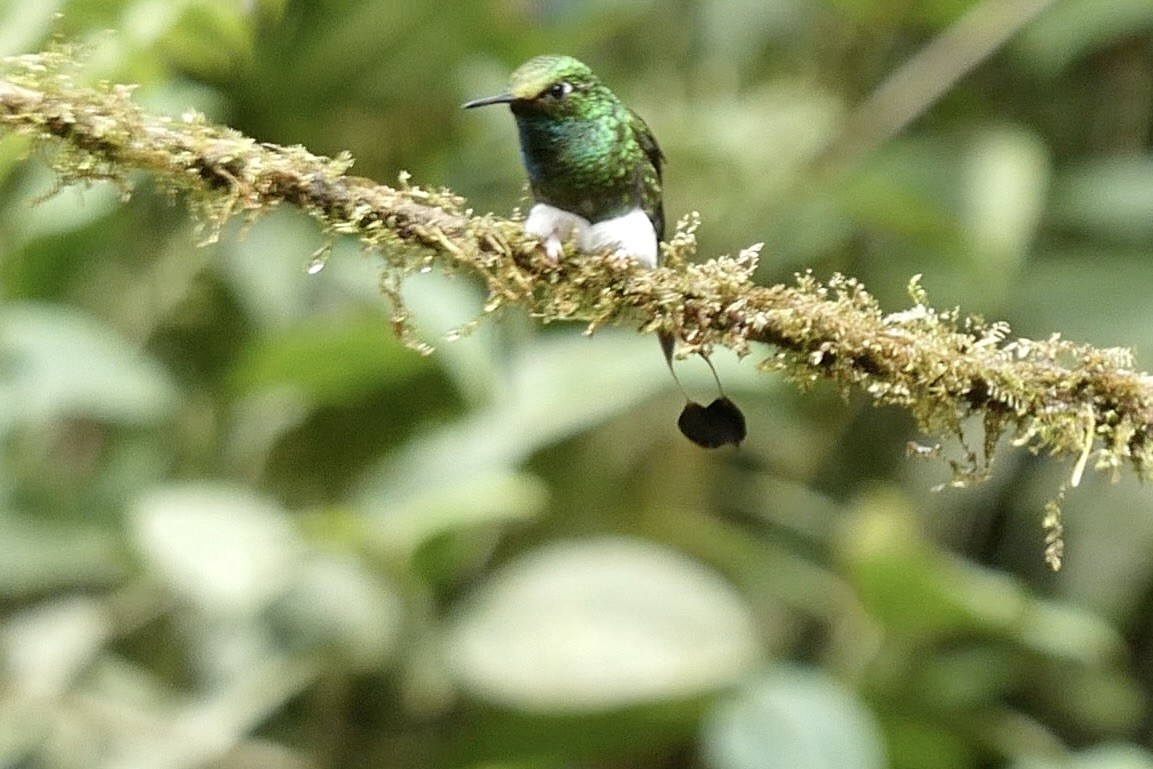 Colibrí de Raquetas Faldiblanco - ML643724287