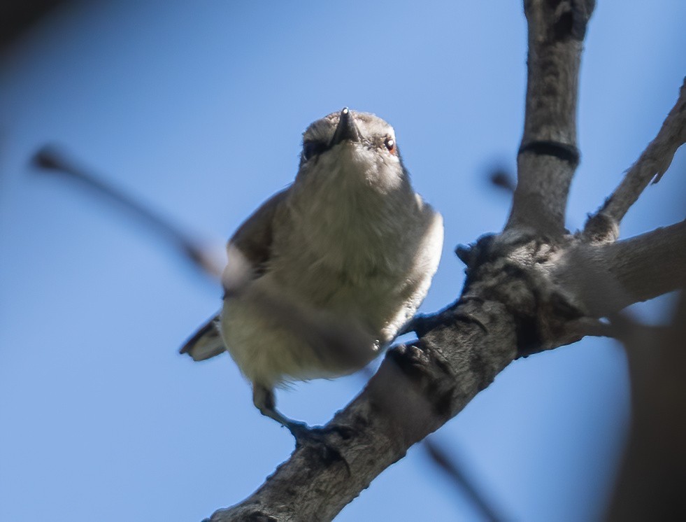 Mangrove Gerygone - ML643724294