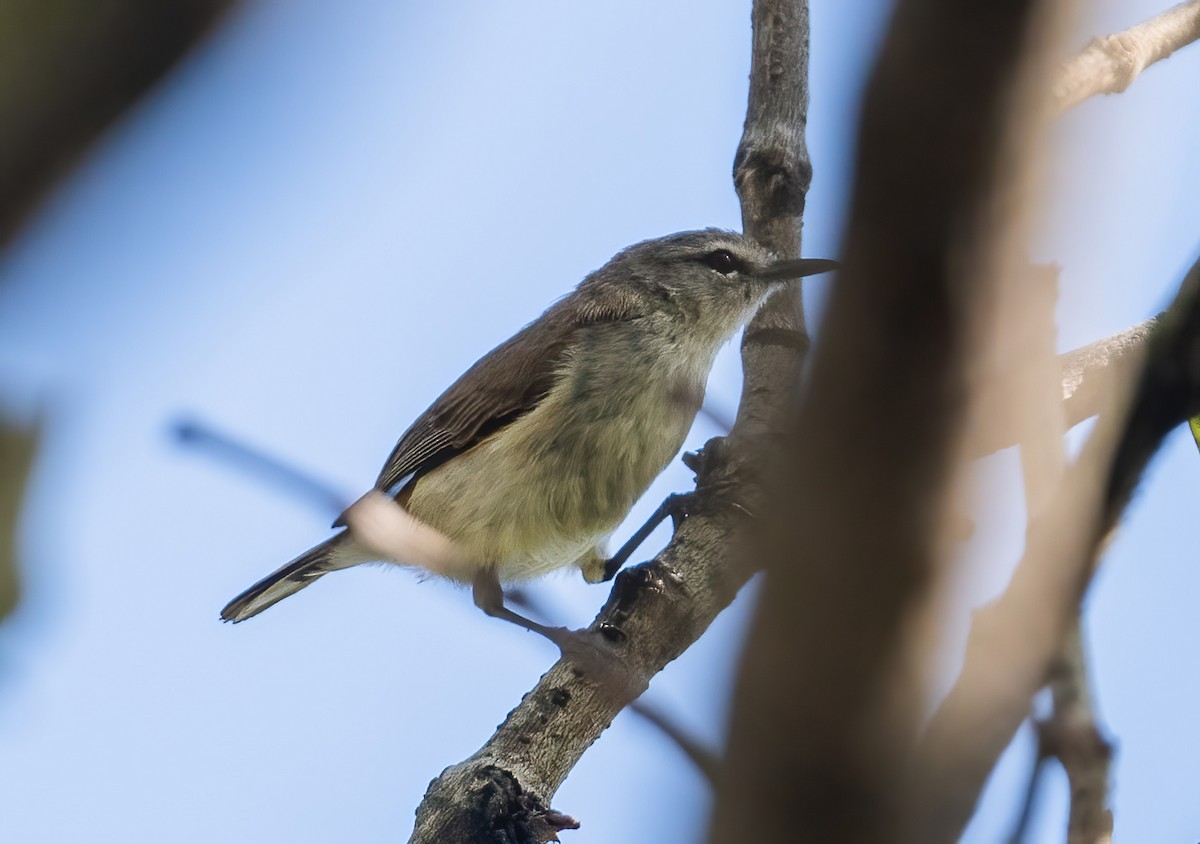 Mangrove Gerygone - ML643724295