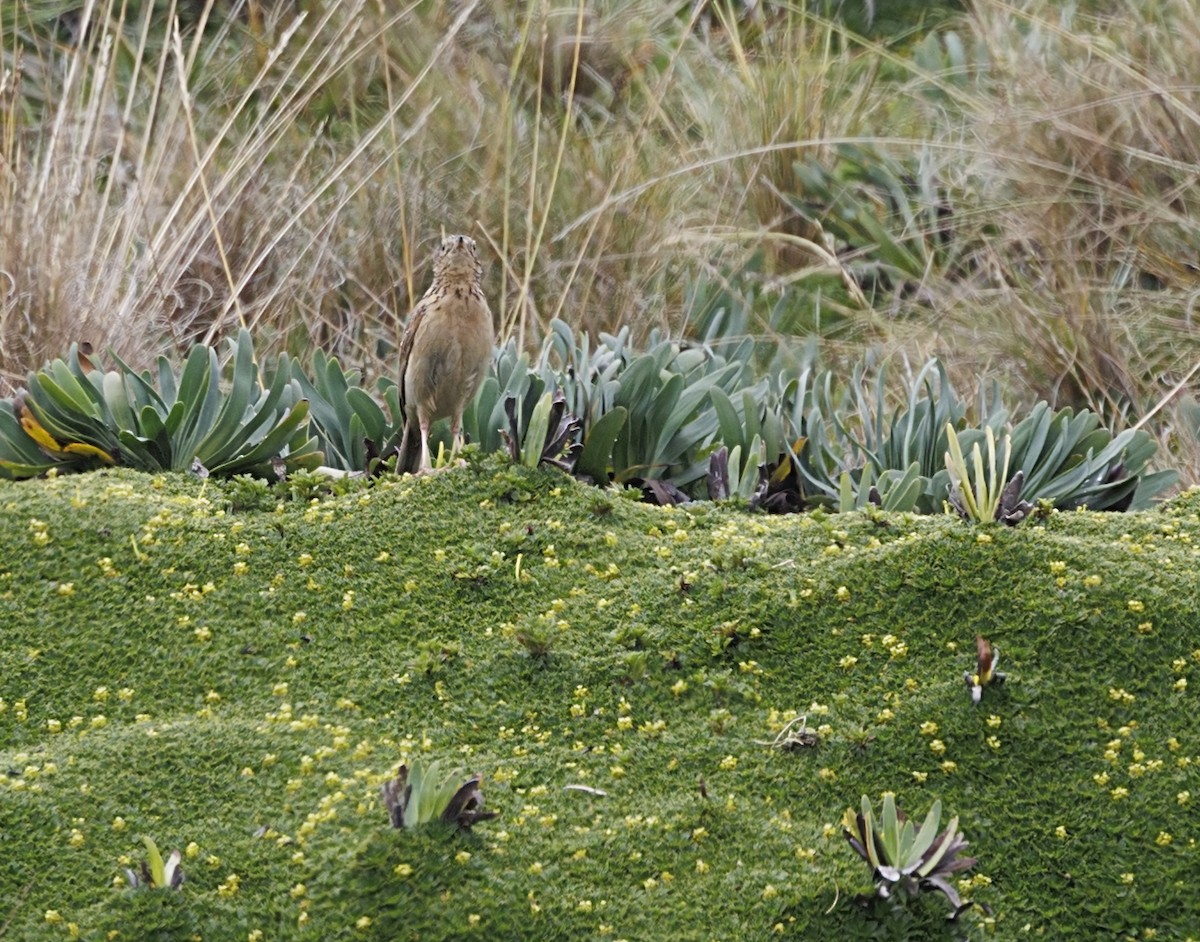 Paramo Pipit - ML643724300