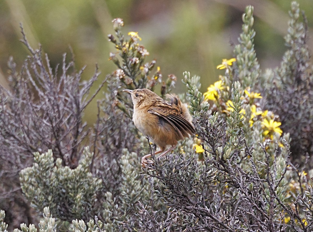 Grass Wren - ML643724321