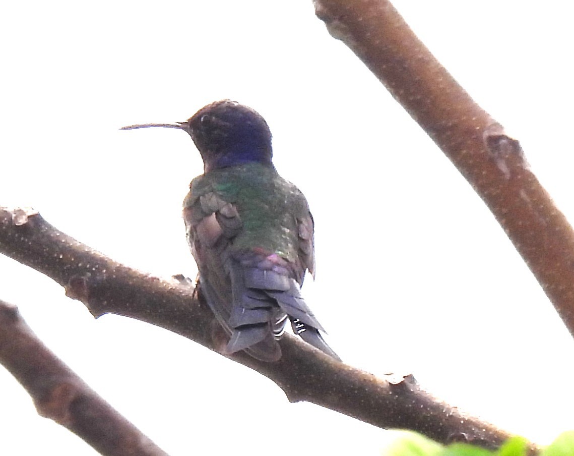Swallow-tailed Hummingbird - ML643724328