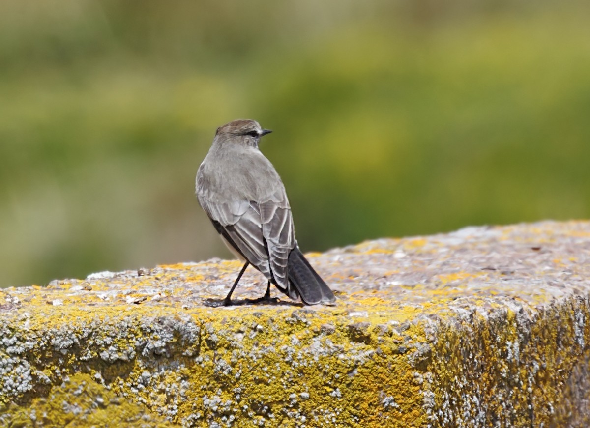 Dormilon à grands sourcils - ML643724336