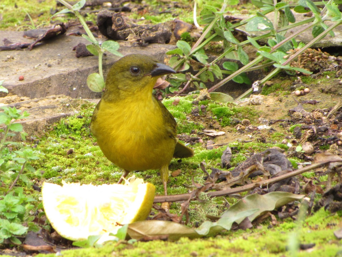 Mitrospin viréon - ML643724339