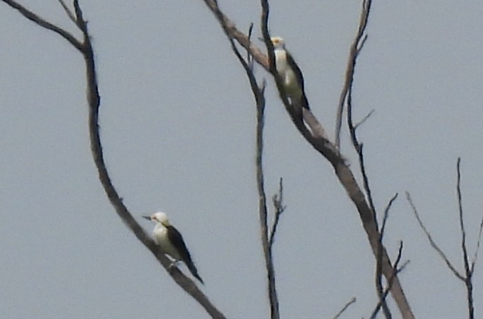 White Woodpecker - ML643724362