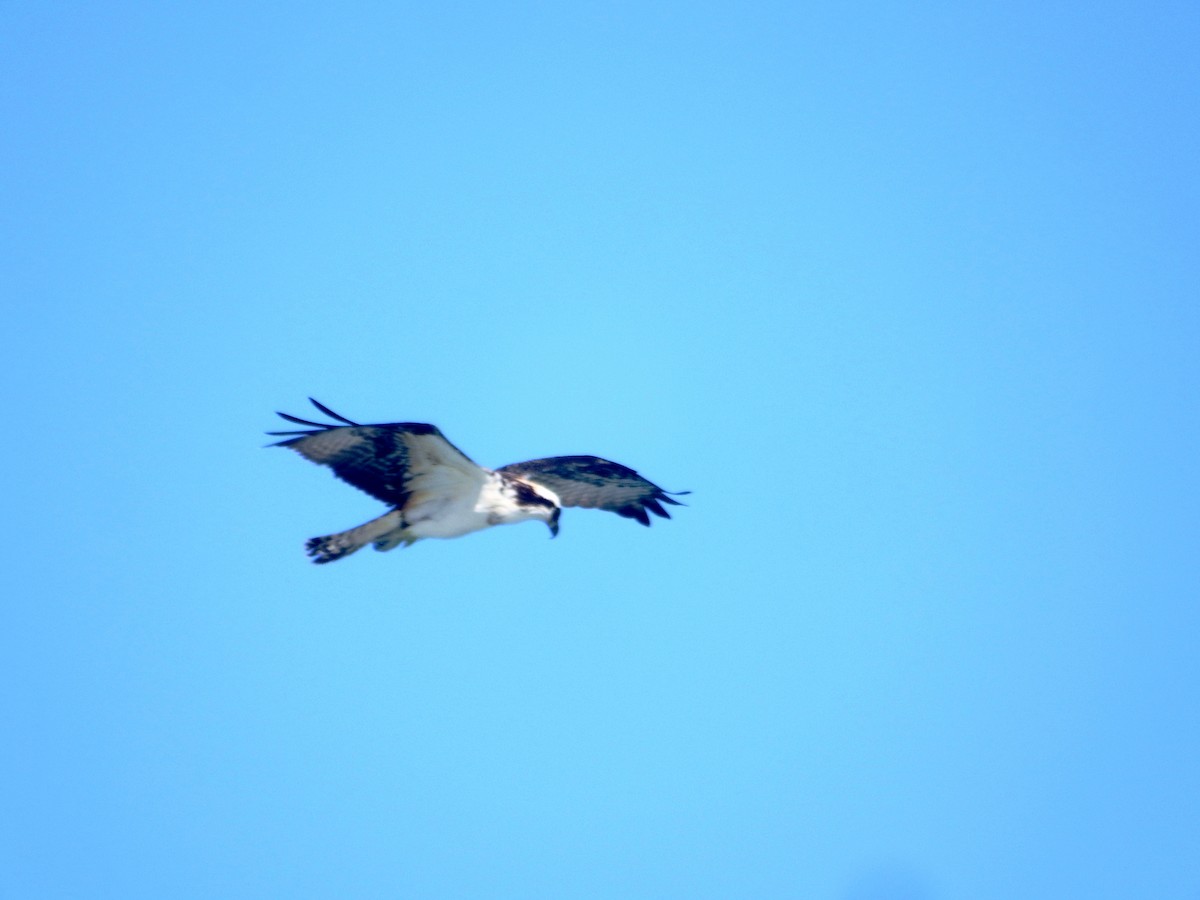 Osprey - ML643724371