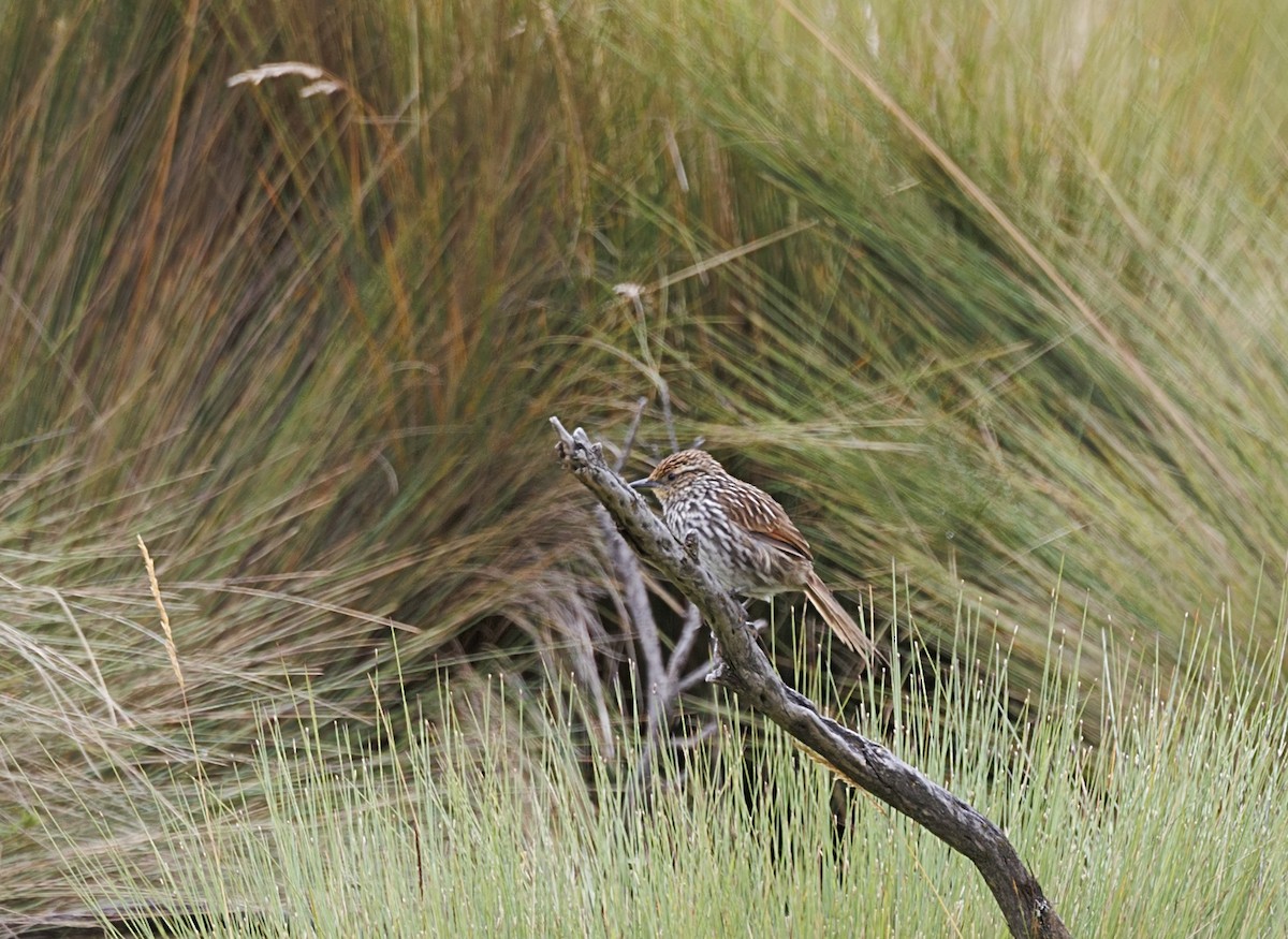 Many-striped Canastero - ML643724377