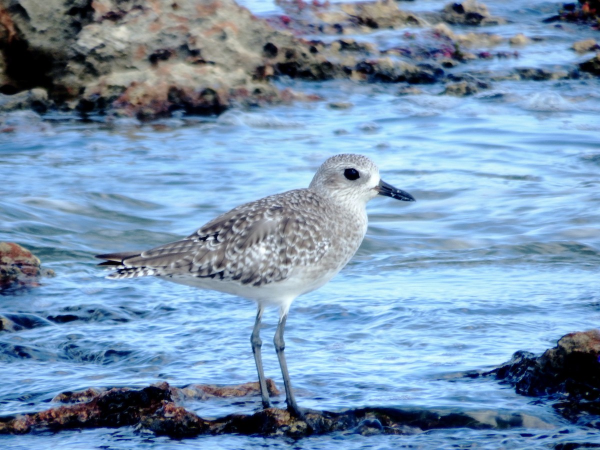 Black-bellied Plover - ML643724400