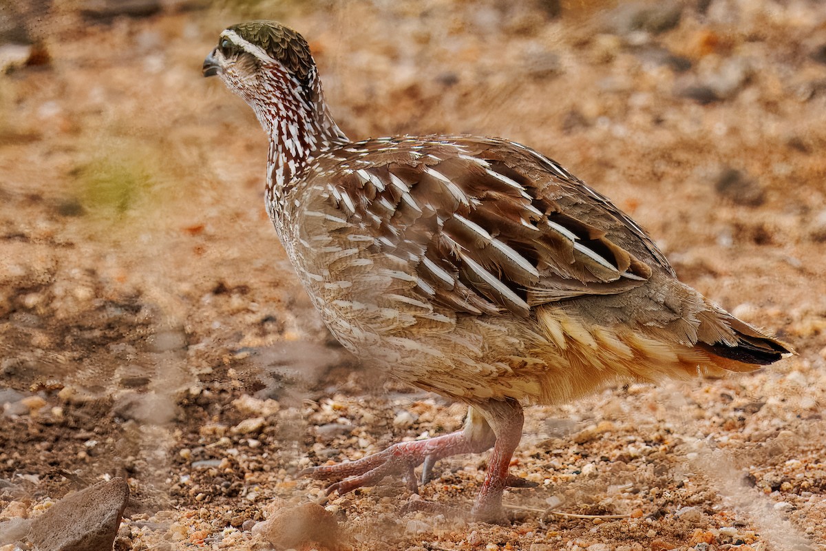 Crested Francolin - ML643724401