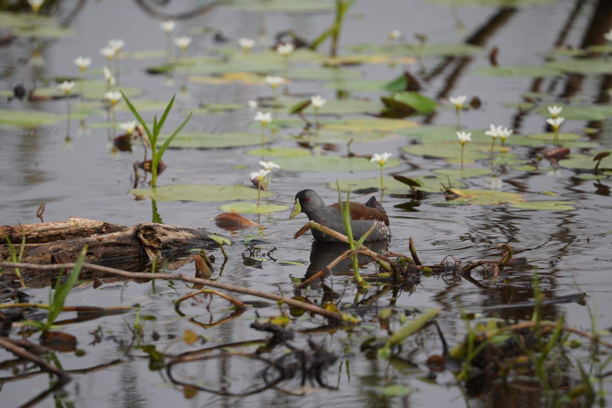 Spot-flanked Gallinule - ML643724405