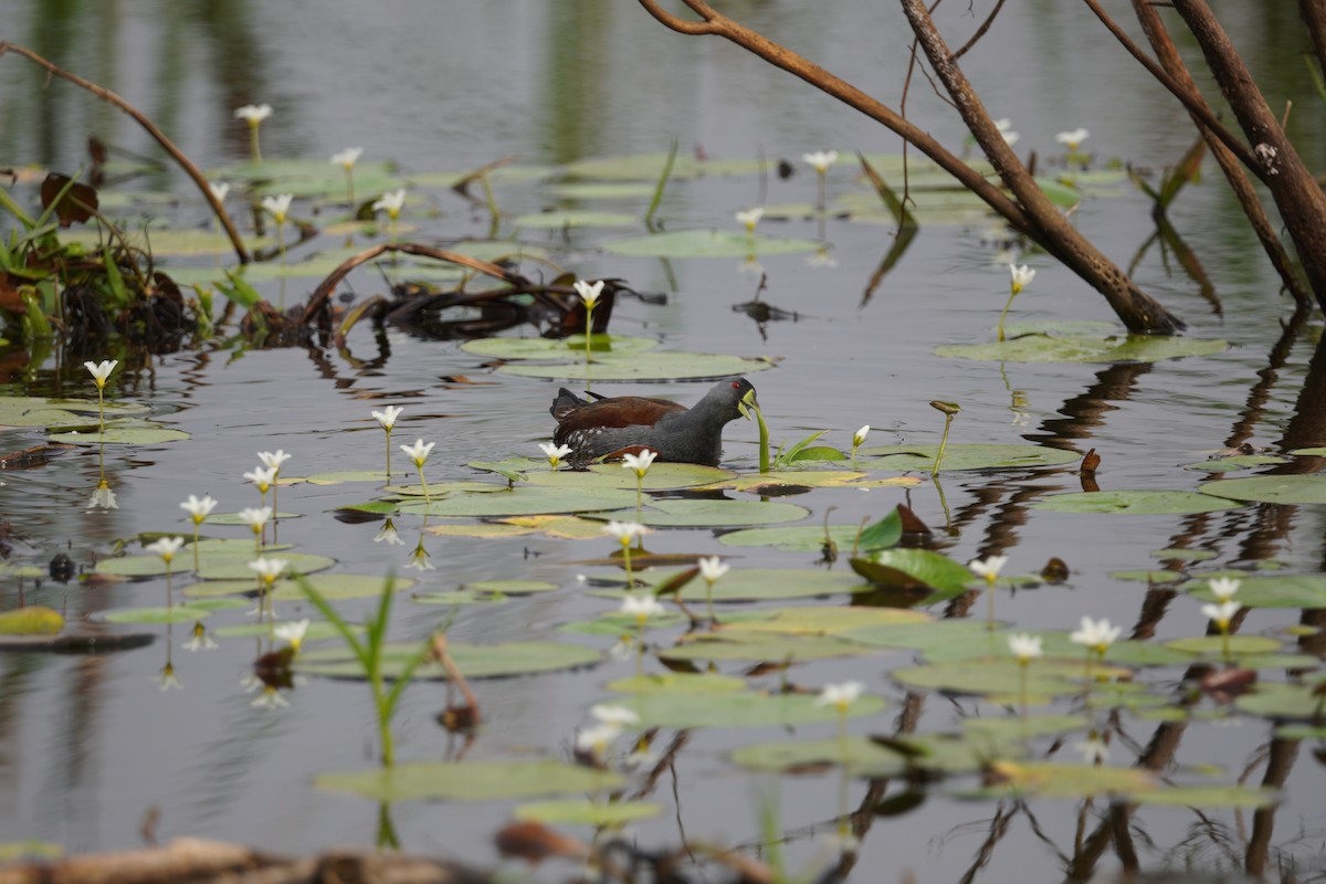 Spot-flanked Gallinule - ML643724406