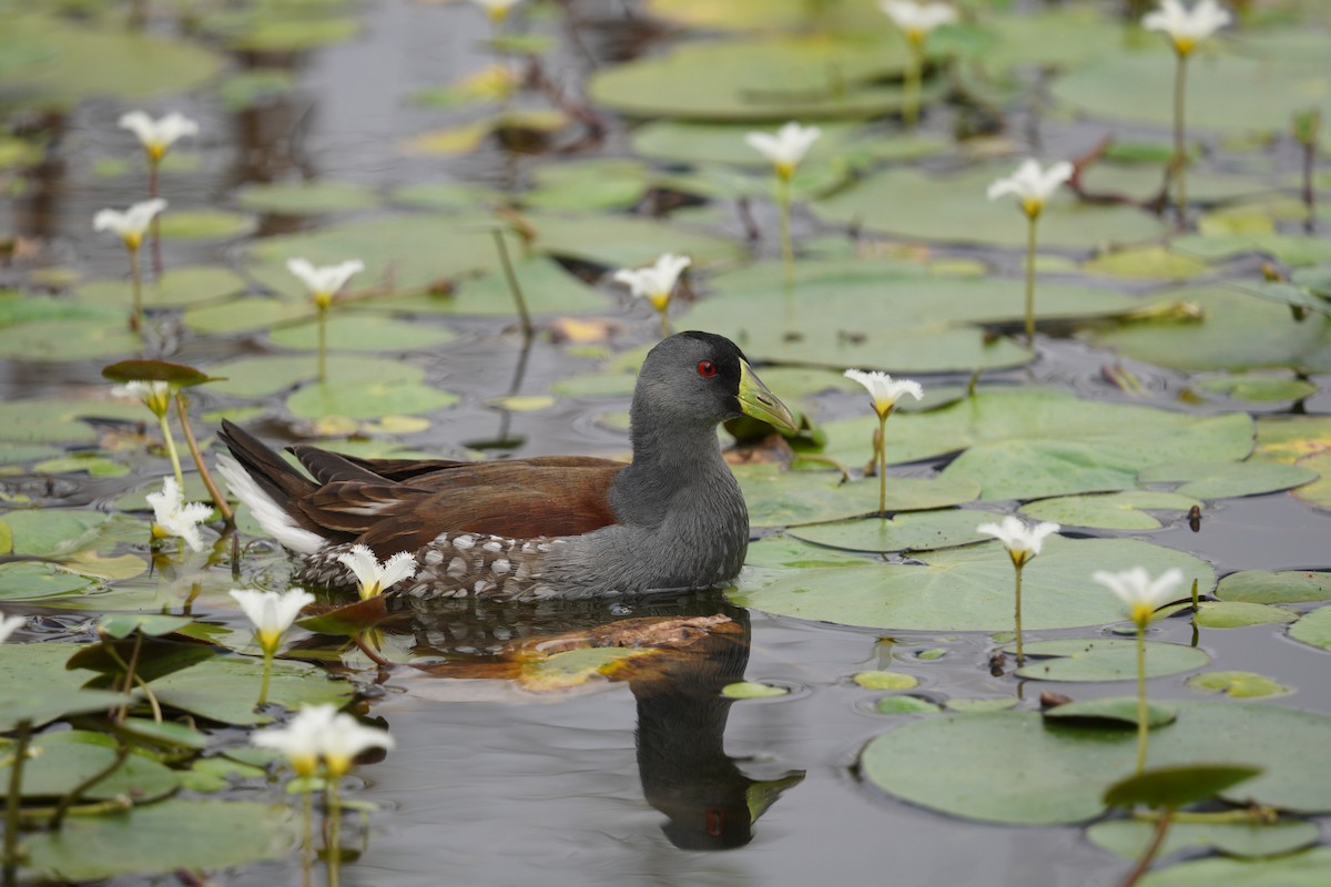 Spot-flanked Gallinule - ML643724407