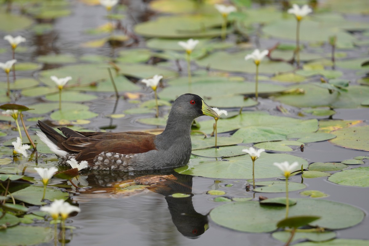 Spot-flanked Gallinule - ML643724408